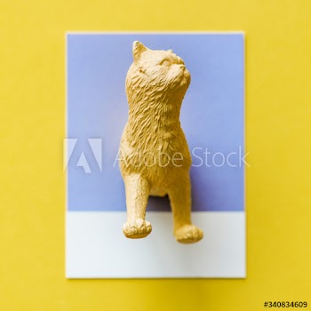 Half a cat on a colorful paper