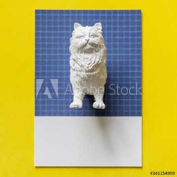 Half a cat on a colorful paper