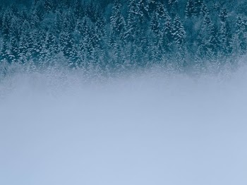 half fog-covered green trees during winter