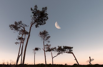 Half Moon and Silhouette of Trees