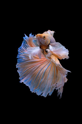 Halfmoon betta fish