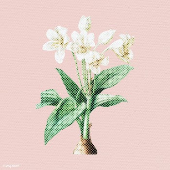 Halftone Crinum giganteum sticker | Free  illustration - 2350593