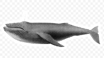 Halftone Humpback whale sticker with a white border | Free  transparent png - 2351678