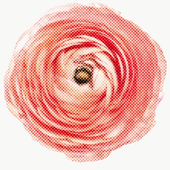 Halftone pink ranunculus sticker overlay | Free  transparent png - 2342594