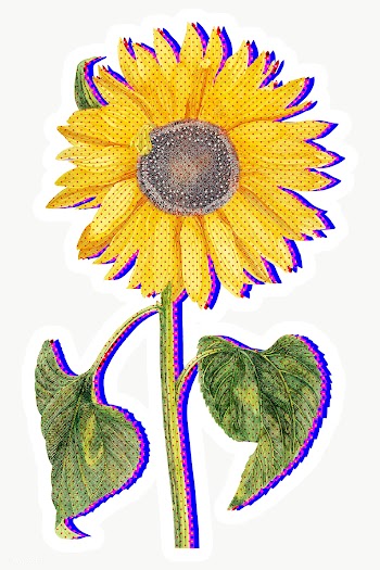 Halftone yellow sunflower with neon outline sticker overlay with white.. | Free  transparent png - 2340676