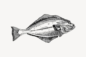 Halibut fish drawing, vintage sea | Free Vector Illustration - rawpixel