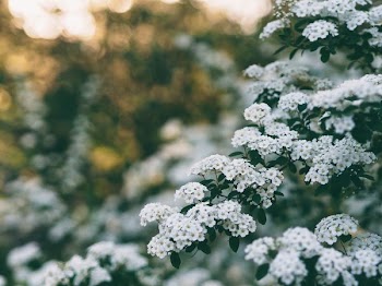 hallow focus photography of white flowers
