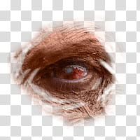 Halloween app Zombie Camera, eye_ transparent background PNG clipart