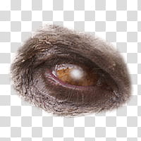 Halloween app Zombie Camera, eye_ transparent background PNG clipart