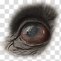 Halloween app Zombie Camera, eye_ transparent background PNG clipart