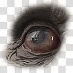 Halloween app Zombie Camera, thumb_eye_ transparent background PNG clipart