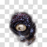 Halloween app Zombie Camera, thumb_eye_ transparent background PNG clipart
