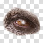 Halloween app Zombie Camera, thumb_eye_ transparent background PNG clipart