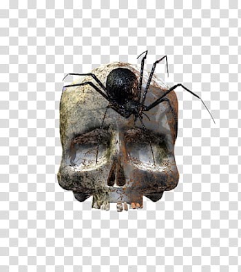 Halloween, black spider crawling on skull illustration transparent background PNG clipart