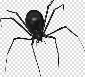 Halloween, black spider illustration transparent background PNG clipart