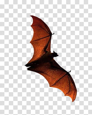Halloween, brown bat transparent background PNG clipart
