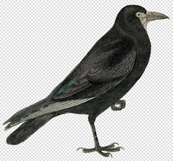 Halloween Crow Download PNG Image