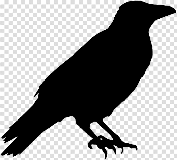 Halloween Crow PNG Picture