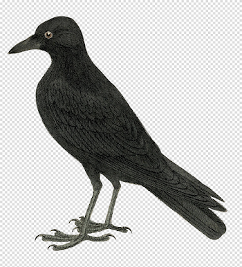 Halloween Crow Transparent Image