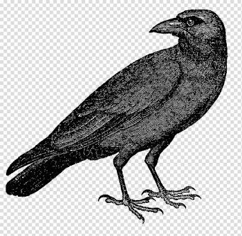Halloween Crow Vector Free Transparent Background PNG Vector ...