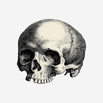 Halloween human skull hand drawn | Free Photo - rawpixel