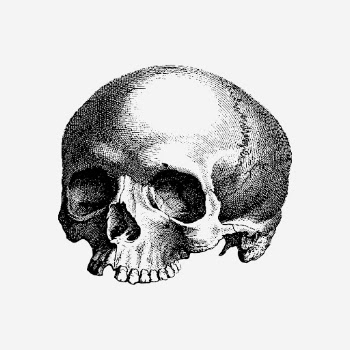 Halloween human skull hand drawn | Free Photo - rawpixel