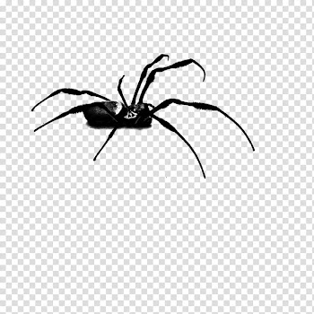 HALLOWEEN O, black spider transparent background PNG clipart