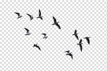 HALLOWEEN O, flock of white birds transparent background PNG clipart