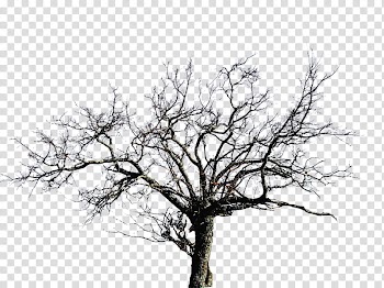 HALLOWEEN O, gray bare tree transparent background PNG clipart