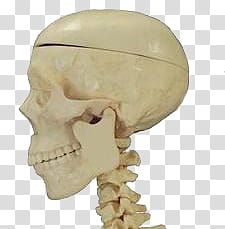 HALLOWEEN O, person skull transparent background PNG clipart