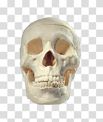 HALLOWEEN O, white skull decor transparent background PNG clipart