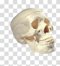 HALLOWEEN O, white skull transparent background PNG clipart