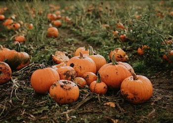 Halloween pumpkin harvest background in dark autumn mood