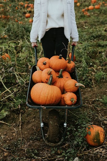 Halloween pumpkins in a wheelbarrow dark autumn mood