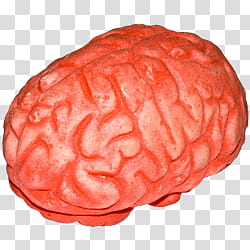 Halloween S, brown brain illustration transparent background PNG clipart