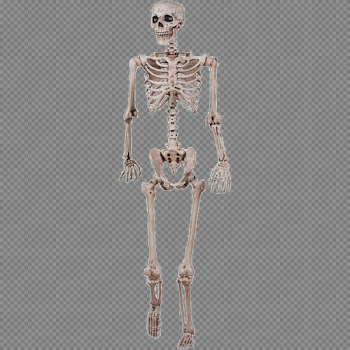 Halloween Skeleton PNG Image