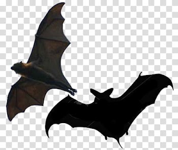 Halloween, two black bat illustration transparent background PNG clipart