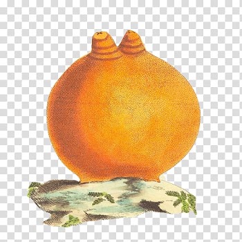Halocynthia aurantium Ascidians Halocynthia papillosa , Grapefruit hand painting material transparent background PNG clipart