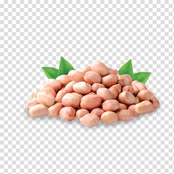 Halva Peanut Seed Vegetarian cuisine, Groundnuts transparent background PNG clipart