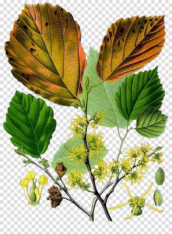 Hamamelis virginiana Hamamelis vernalis Hamamelis xd7 intermedia Shrub Deciduous, Witch Hazel,Squid,Flower,Mosaic transparent background PNG clipart