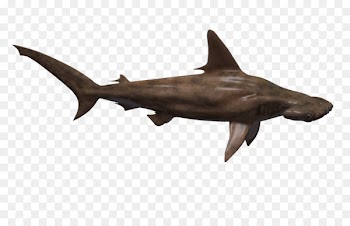 Hammerhead shark Fish - Hammerhead Shark Png 
