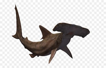 Hammerhead shark Great hammerhead Animal - sharks 