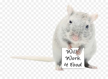 Hamster