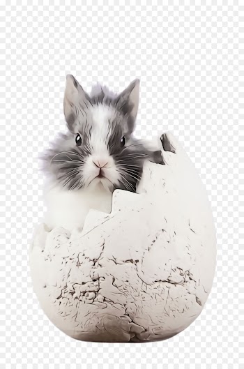 Hamster