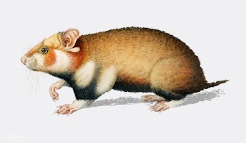 Hamster (Cricetus) illustrated by Charles Des.. | Free stock vector - 467457