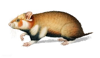 Hamster (Cricetus) illustrated by Charles Des.. | Free stock vector - 467521