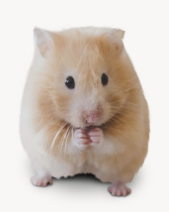 Hamster isolated on white, animal | Free Photo - rawpixel