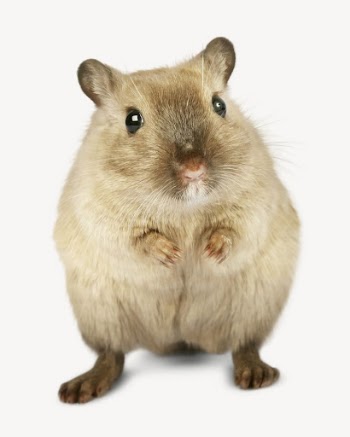 Hamster pet collage element psd | Free PSD - rawpixel