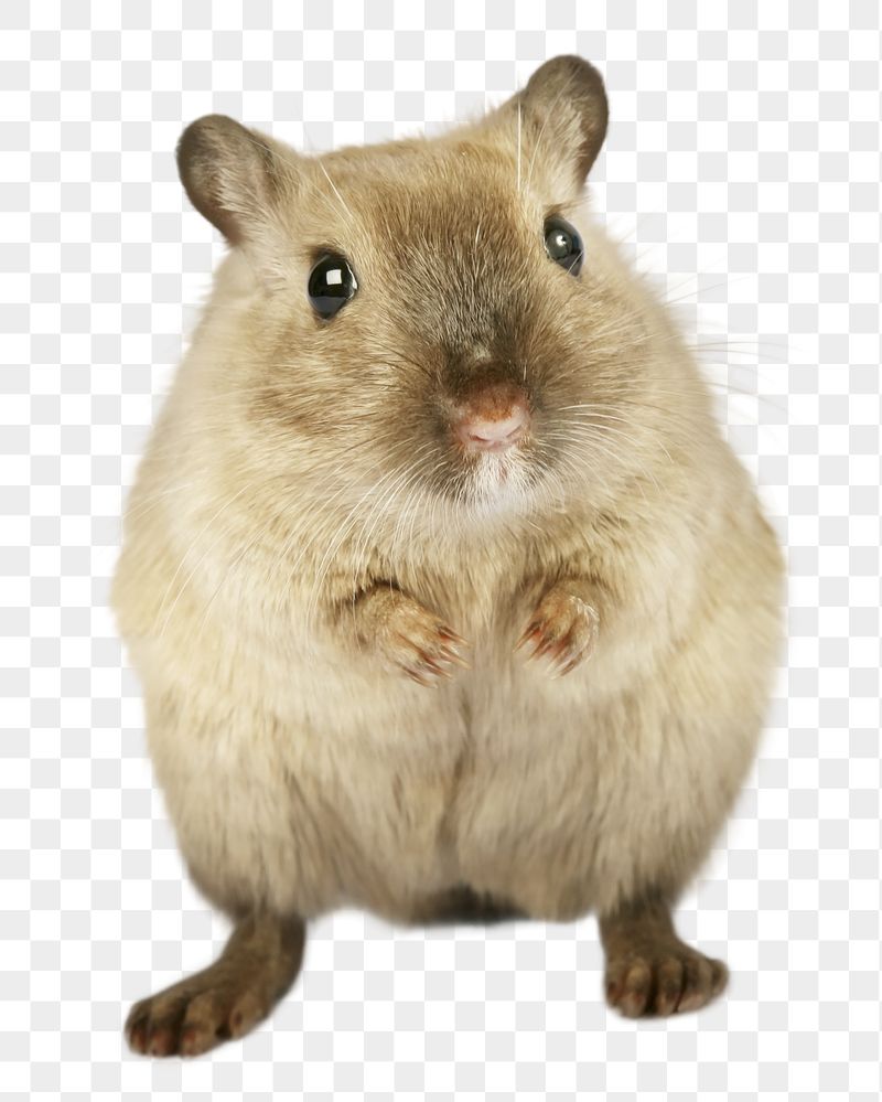 Hamster pet png sticker, transparent | Free PNG - rawpixel