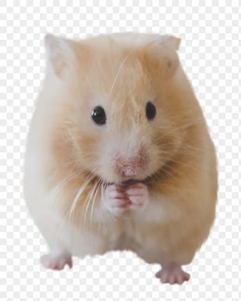 Hamster png clipart, pet, transparent | Free PNG - rawpixel